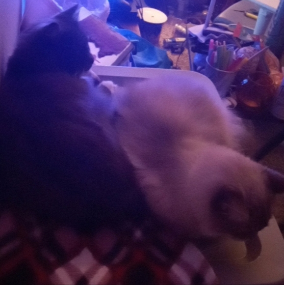 DISCLAIMER: Pet Hair Beware! - Picture 3 of 5